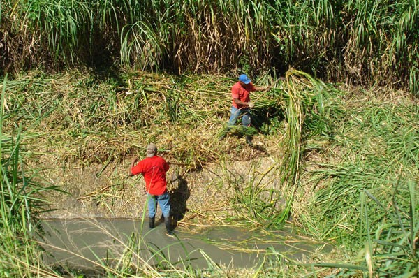 Limpeza de córregos - Cesama atua nos cursos d´água dos bairros Bandeirantes e Jardim dos Alfineiros